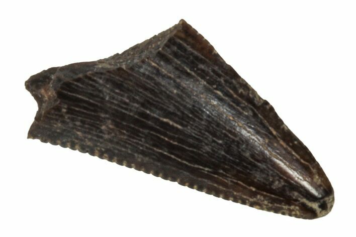 Serrated, Fossil Theropod (Richardoestesia?) Tooth Tip - Montana #341062